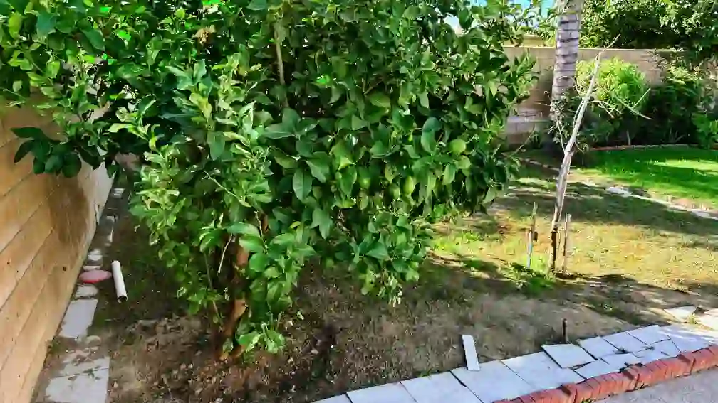 A thumbnail for a clickable image of the yard.